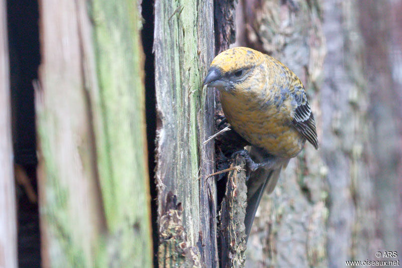 Pine Grosbeak, identification