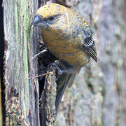 Pine Grosbeak