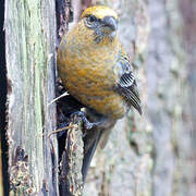 Pine Grosbeak