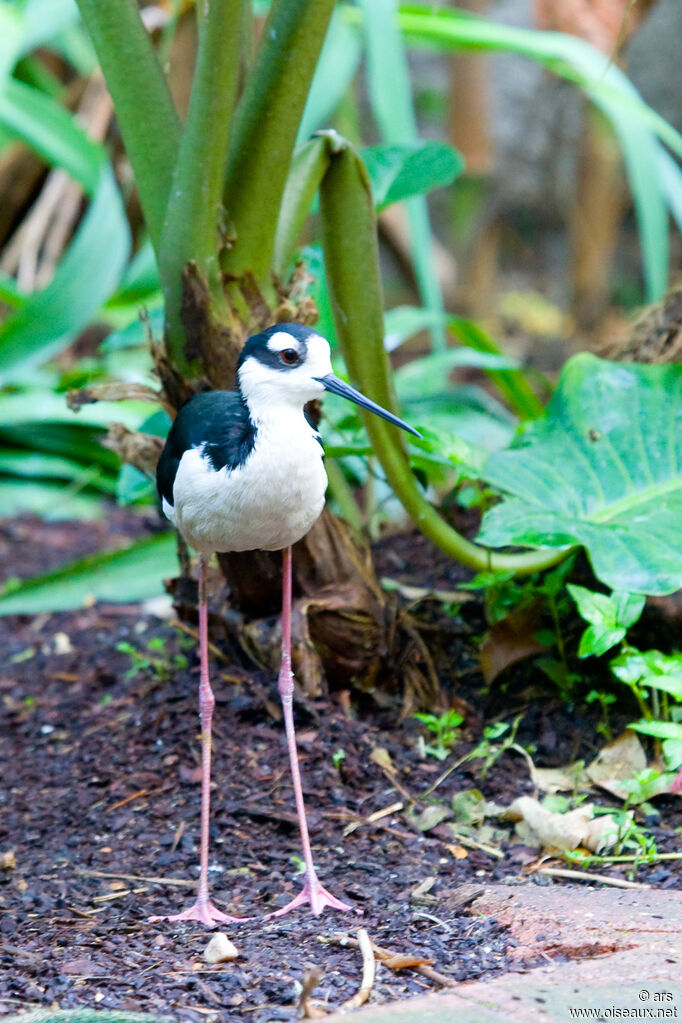 Black-necked Stilt, identification