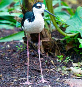 Black-necked Stilt