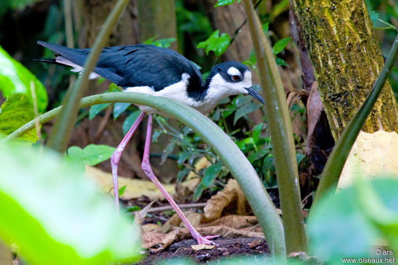 Black-necked Stilt, identification