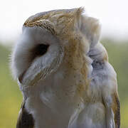 Western Barn Owl