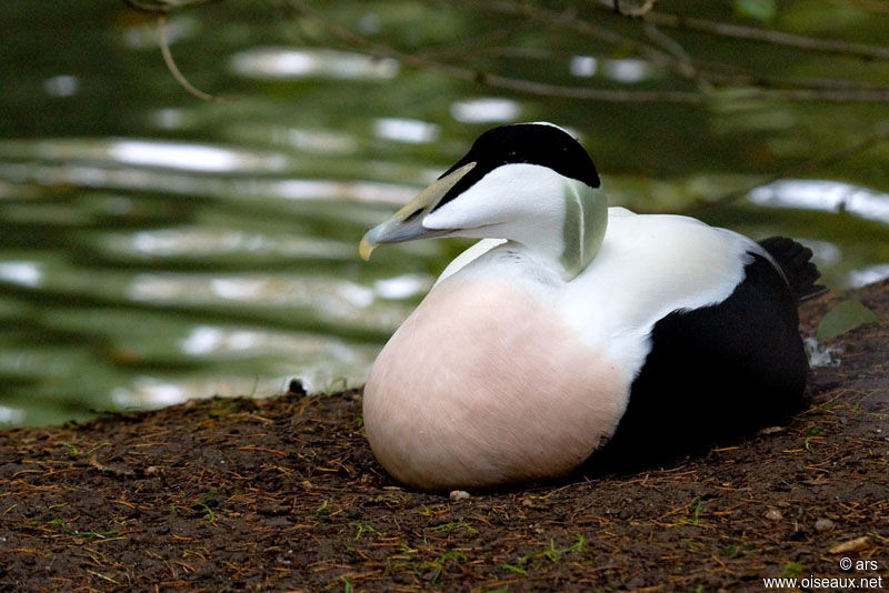 Eider à duvet mâle adulte, identification