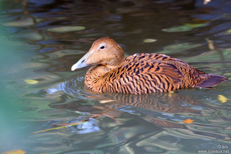 Common Eider female adult, identification