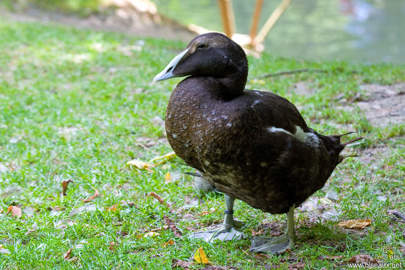 Common Eider male adult post breeding, identification