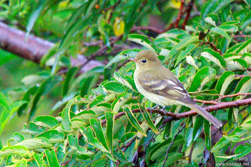 Mountain Elaenia, identification