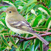 Mountain Elaenia