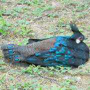 Palawan Peacock-Pheasant