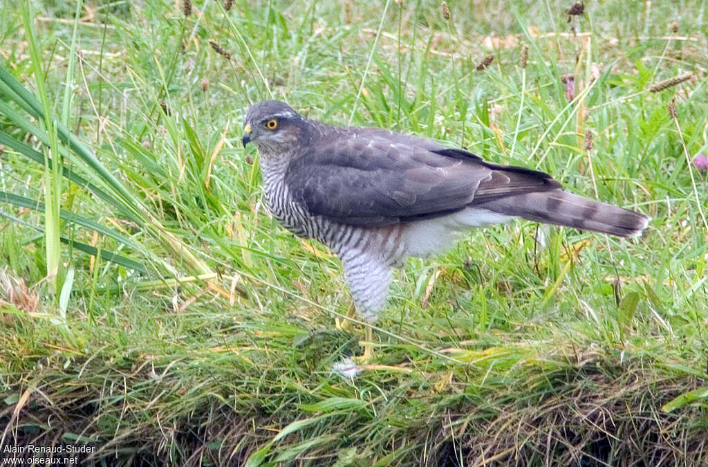 Épervier d'Europe femelle adulte, identification