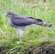 Eurasian Sparrowhawk