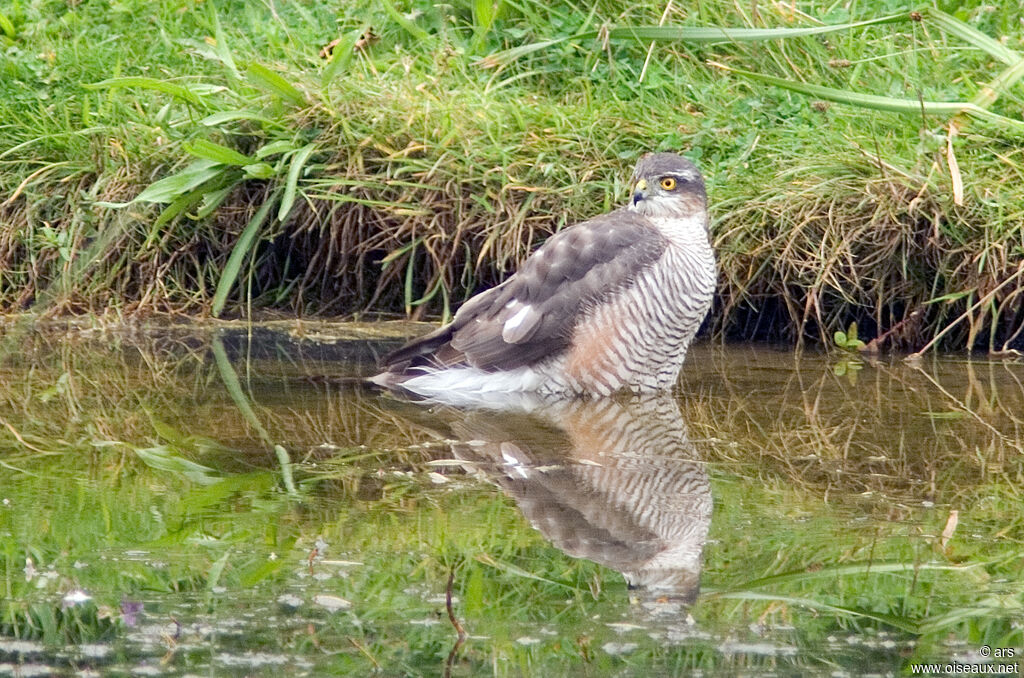 Eurasian Sparrowhawk, identification