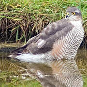 Eurasian Sparrowhawk