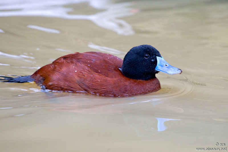 Lake Duck male, identification