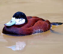 Ruddy Duck