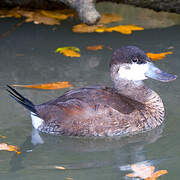 Ruddy Duck