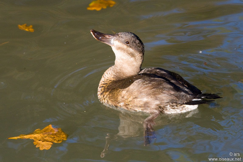 Ruddy Duck female adult, identification