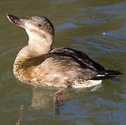 Ruddy Duck