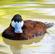 Ruddy Duck