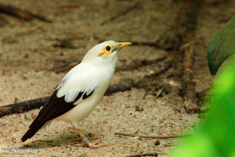 Black-winged Mynaadult, identification