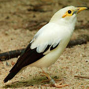 Black-winged Myna