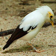 Black-winged Myna