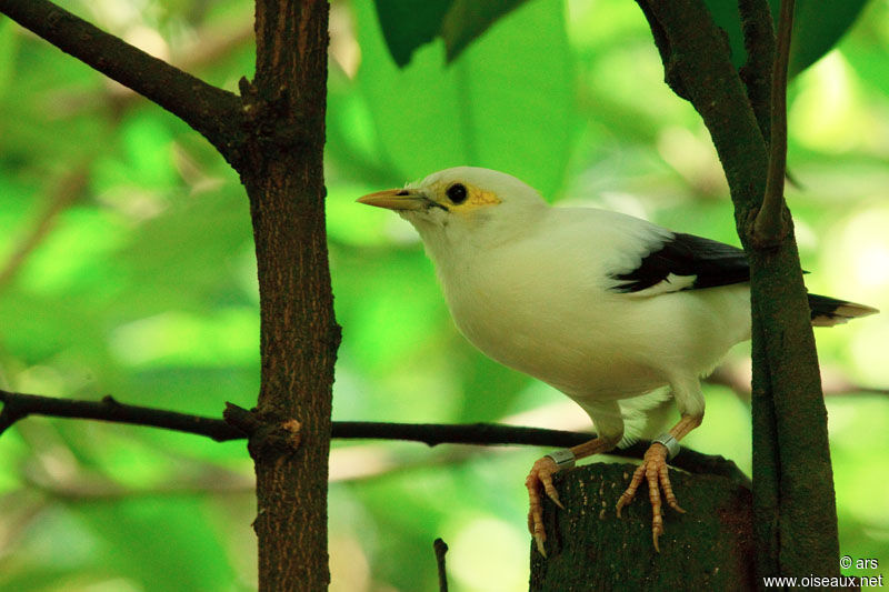 Black-winged Starling, identification