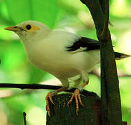 Black-winged Myna