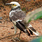 Black-collared Starling