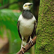 Black-collared Starling