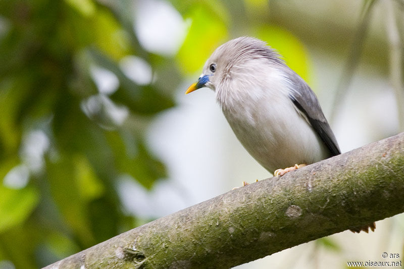 Étourneau à tête grise, identification