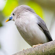 Chestnut-tailed Starling