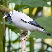 Wattled Starling