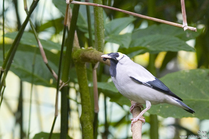 Wattled Starling, identification