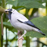 Wattled Starling