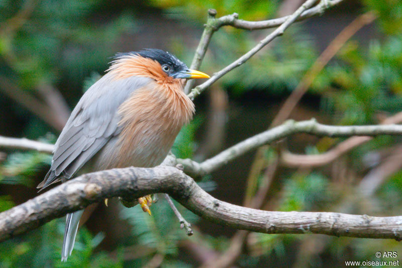 Brahminy Starling, identification