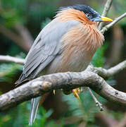 Brahminy Starling