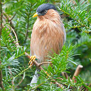 Brahminy Starling