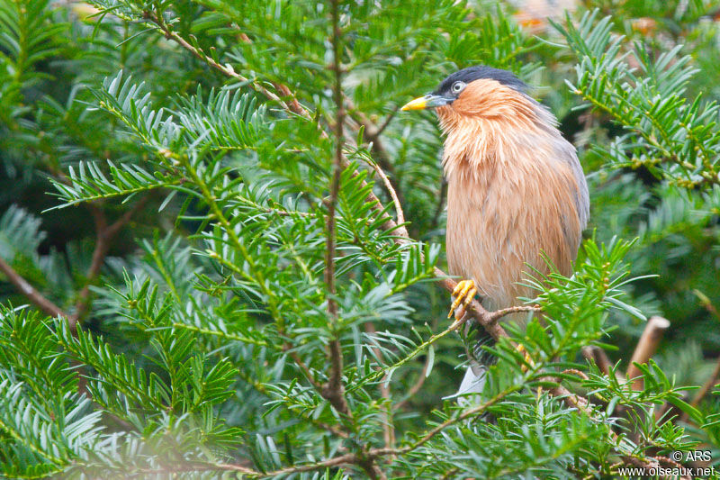 Brahminy Starling, identification