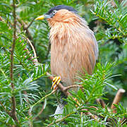 Brahminy Starling