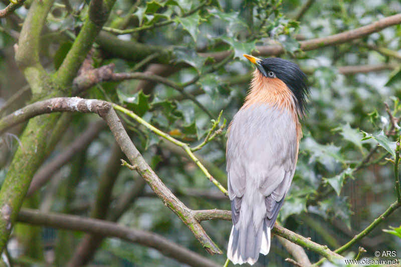 Brahminy Starling, identification