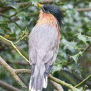 Brahminy Starling