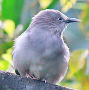 White-shouldered Starling