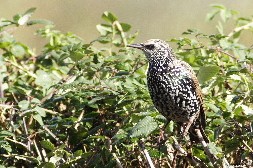 Common Starling, identification