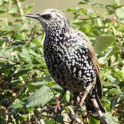 Common Starling