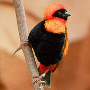 Northern Red Bishop