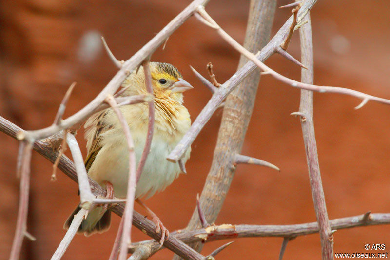 Euplecte franciscain femelle, identification