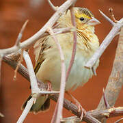 Northern Red Bishop