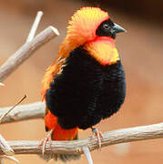 Northern Red Bishop