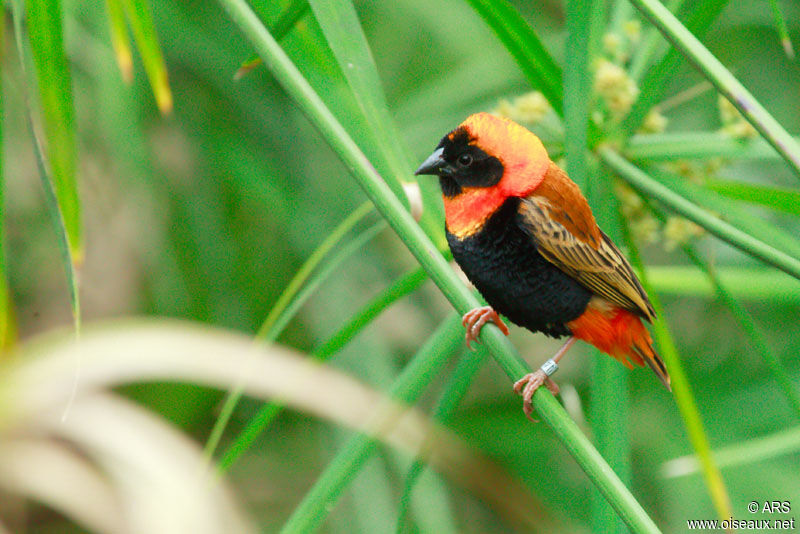 Northern Red Bishop male, identification